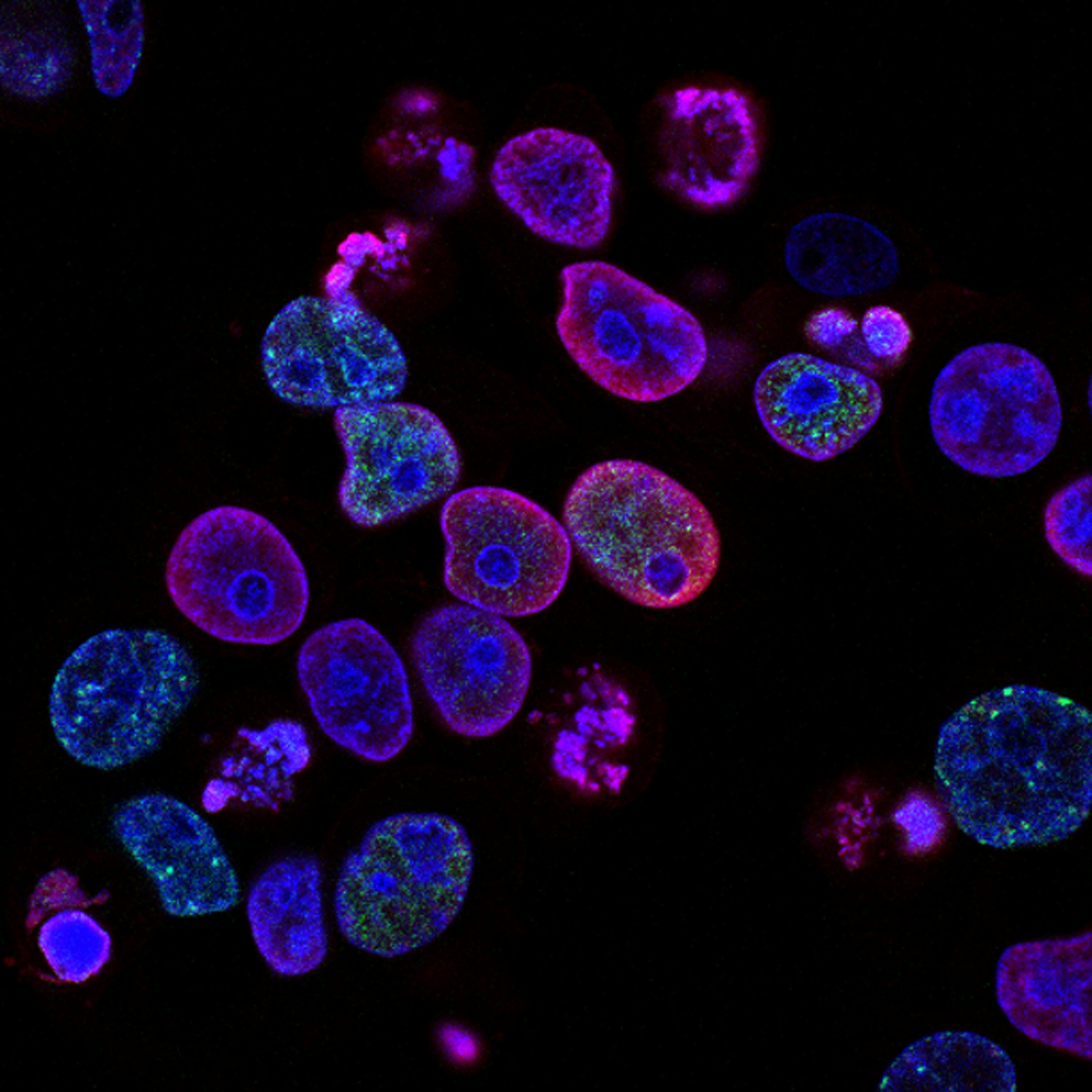 Stem Cells under Microscope